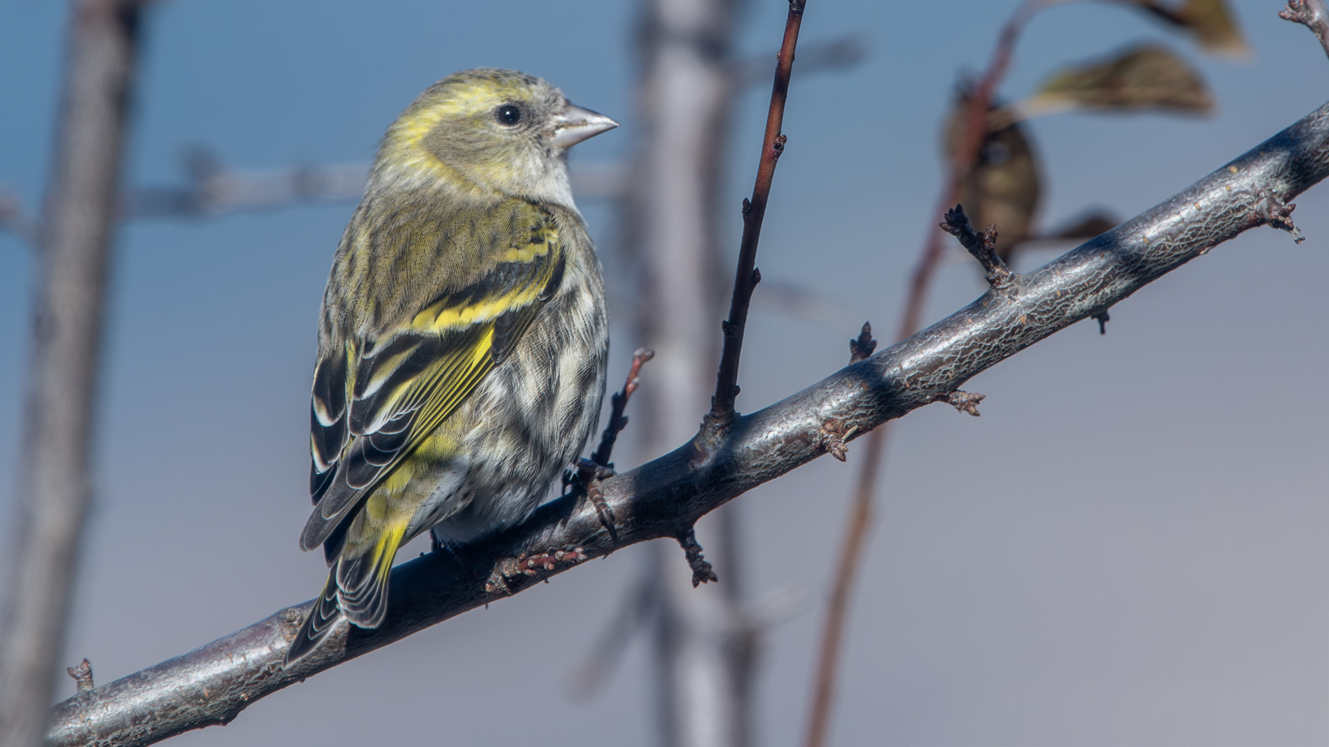 Eurasian Siskin